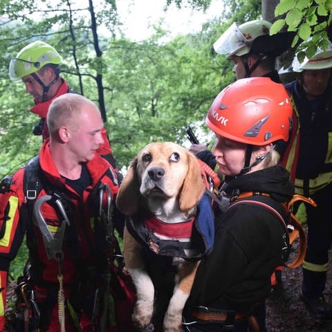 Ein Hund wird an einem Hang gerettet. Die Feuerwehr hat sich dafür zu ihm abgeseilt.