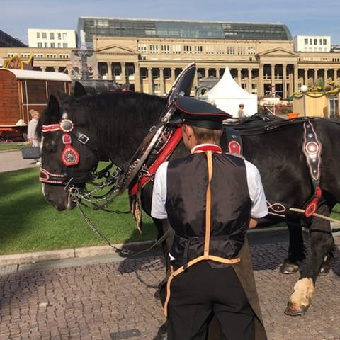 Prächtige Pferdegespanne auf dem Stuttgarter Schlossplatz beim ersten Historischen Volksfest 2018 (Foto: SWR, Michael Folk)