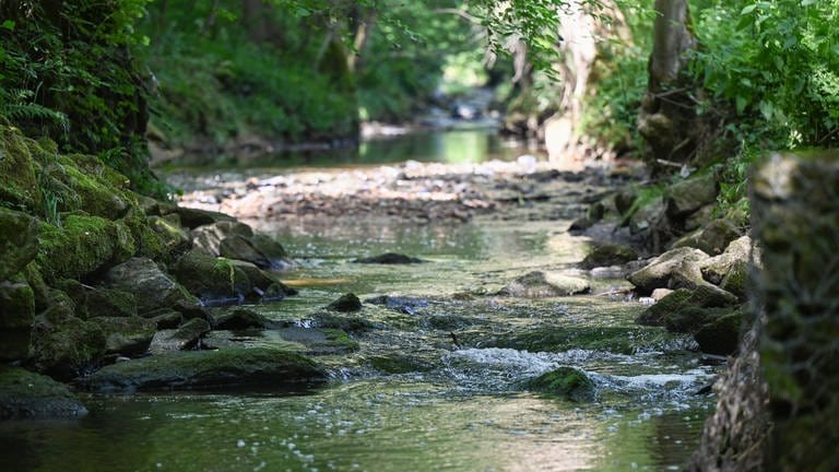 Die Körsch, ein Fluss bei Stuttgart, führt wenig Wasser. Die tagelange Trockenheit hat die Wasserstände im Südwesten vielerorts für Mitte Juni sinken lassen. (Foto: dpa Bildfunk, picture alliance/dpa | Bernd Weißbrod)
