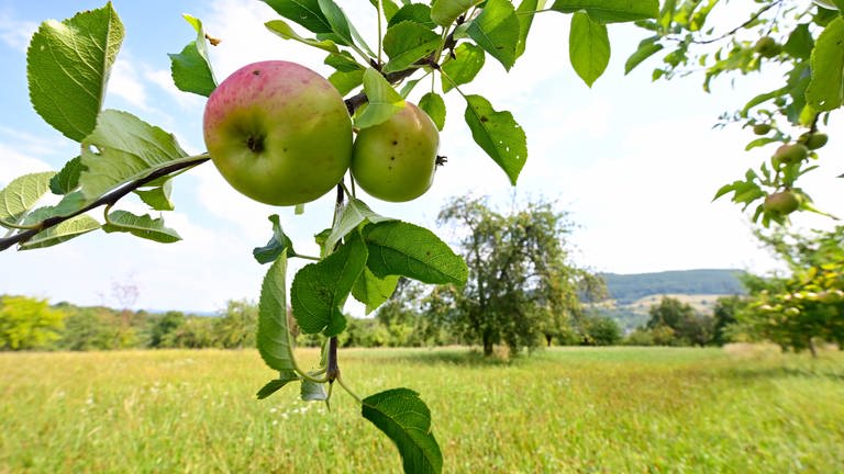 Zwei Äpfel hängen an einem Baum auf einer Streuobstwiese bei Owen im Kreis Esslingen. (Foto: dpa Bildfunk, picture alliance/dpa | Bernd Weißbrod)