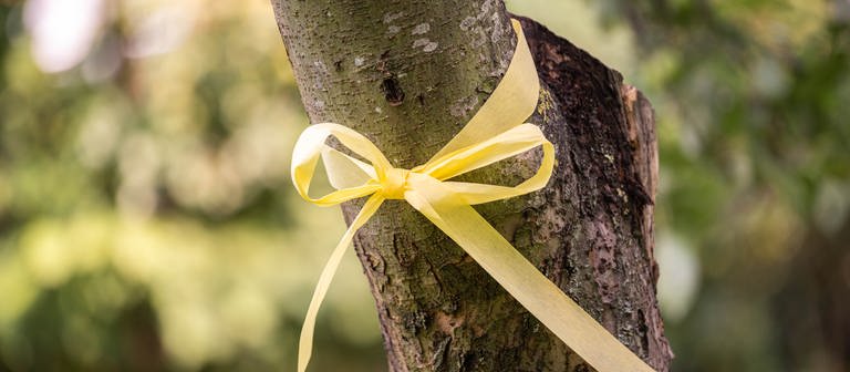 Das "Gelbe Band" an einem Apfelbaum signalisiert: Dieser Baum auf der Streuobstwiese darf allen abgeerntet werden. (Foto: dpa Bildfunk, picture alliance/dpa | Mohssen Assanimoghaddam)