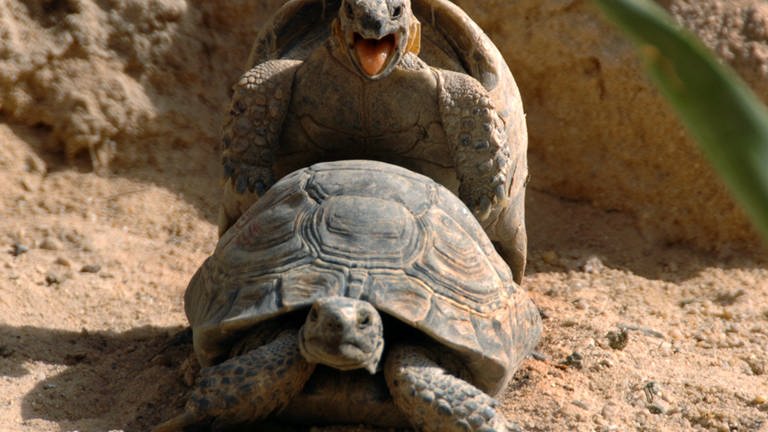 Zwei Schildkröten paaren sich. (Foto: dpa Bildfunk, picture-alliance/ dpa | epa Raed Qutena)