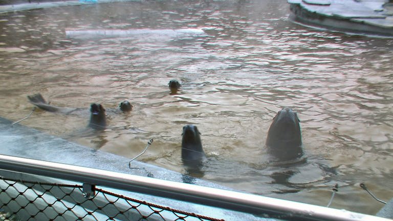 Der Dampf über dem Becken der Seelöwen in der Stuttgarter Wihelma zeigt es: Im Wasser ist es viel wärmer als draußen. (Foto: SWR)