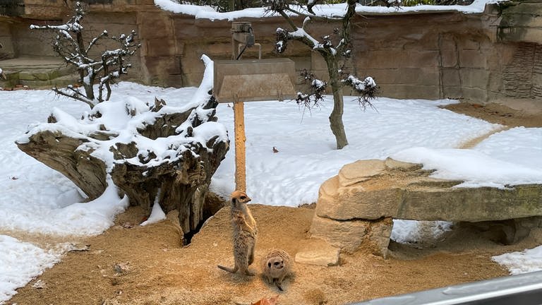 Für die Erdmännchen hat die Wilhelma Wärmelampen ins Außengehege gestellt. Dort können sich die Tiere wärmen und in den Schnee rausgucken. (Foto: SWR)