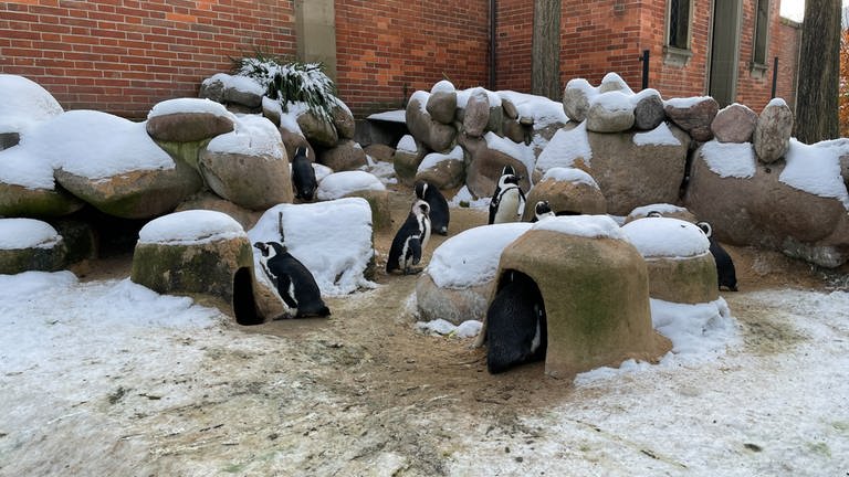 Die Pinguine können sich bei dieser Kälte in kleine Unterstände kuscheln. (Foto: SWR)