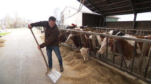 In einem Kuhstall in Erdmannhausen sind Kühe wegen des Silvesterfeuerwerks in Panik geraten. Drei Tiere starben. Auf dem Bild füttert der Landwirt seine Tiere. (Foto: SWR)