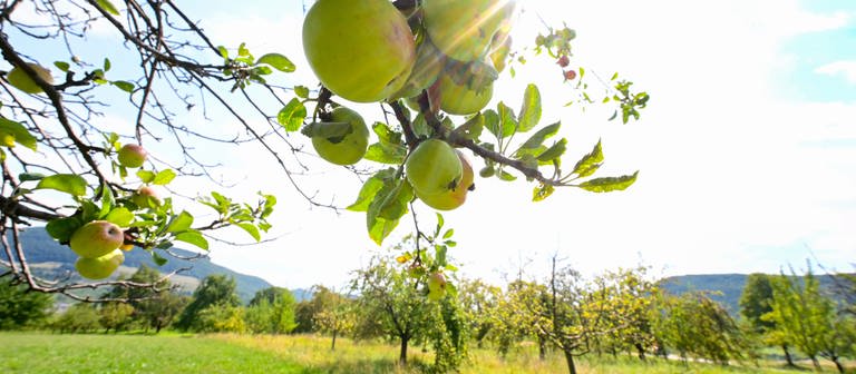 Äpfel hängen an einem Baum auf einer Streuobstwiese (Foto: picture-alliance / Reportdienste, Picture Alliance)