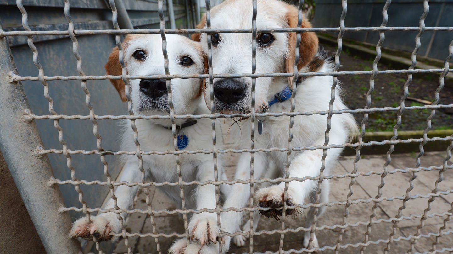 Zwei Hunde warten im Stuttgarter Tierheim auf ein neues Zuhause (Foto: dpa Bildfunk, picture alliance / dpa | Franziska Kraufmann)