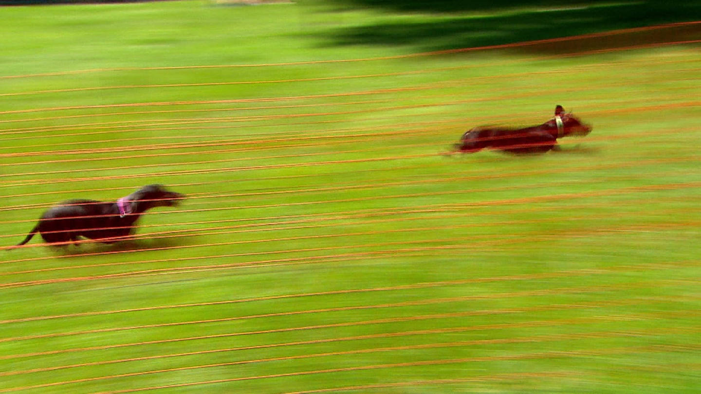 Zwei Dackel rennen mit fliegenden Ohren auf der Rennstrecke. (Foto: SWR)