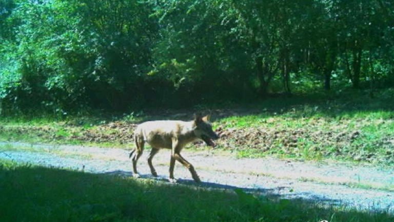 Ein Wolf am Waldrand im Landkreis Esslingen. (Foto: Umweltministerium BW)