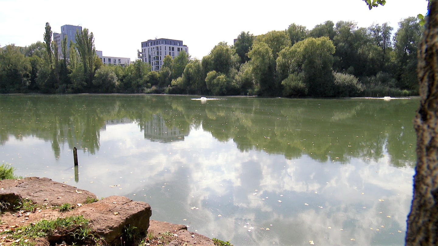 Frischwasser-Zufuhr für den Probstsee in Stuttgart-Möhringen. (Foto: SWR)