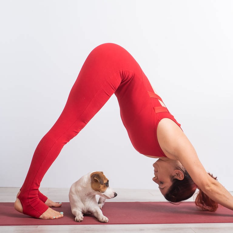 Eine Frau macht Yoga mit einem Hund.  (Foto: IMAGO, IMAGO)