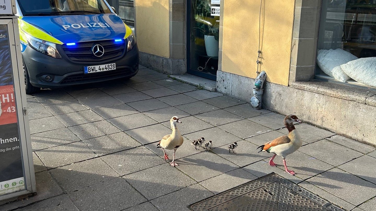 Am Montag hat die Polizei Stuttgart eine Nilgans-Familie von der B14 gerettet und mit Blaulicht durch die Stadt eskortiert. (Foto: Polizeipräsidium Stuttgart/Instagram)