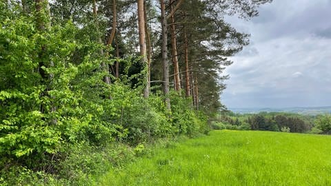In einem Wald bei Göppingen wurde eine vergewaltigte und schwerverletzte Frau vor 37 Jahren gefunden. (Foto: SWR)