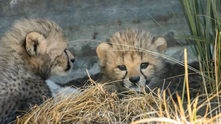 Zwei kleine Gepardenbabies