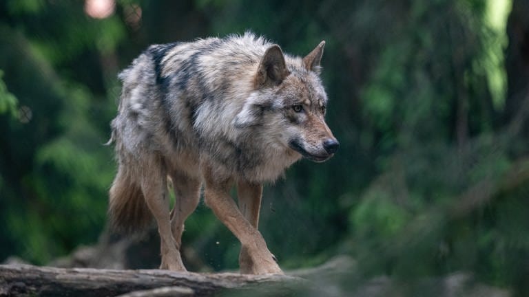 Ein Wolf spaziert im Bayerwald-Tierpark durch das Gehege.