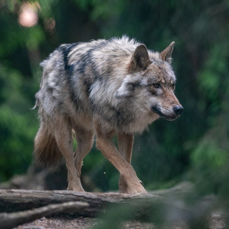 Ein Wolf spaziert im Bayerwald-Tierpark durch das Gehege.