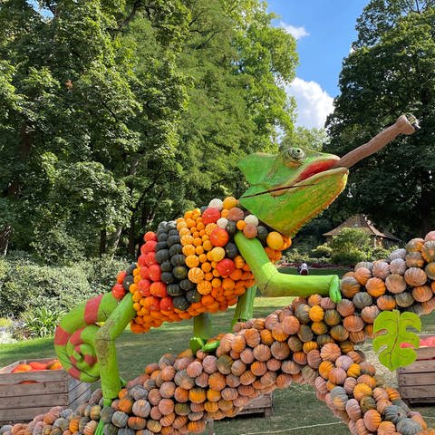 Bei der 23. Kürbisausstellung im Blühenden Barock dreht sich alles um das Thema Kürbis-Dschungel, dazu gehört auch ein mit Kürbissen dekoriertes Chamäleon.  (Foto: SWR, Vanessa Sieck)
