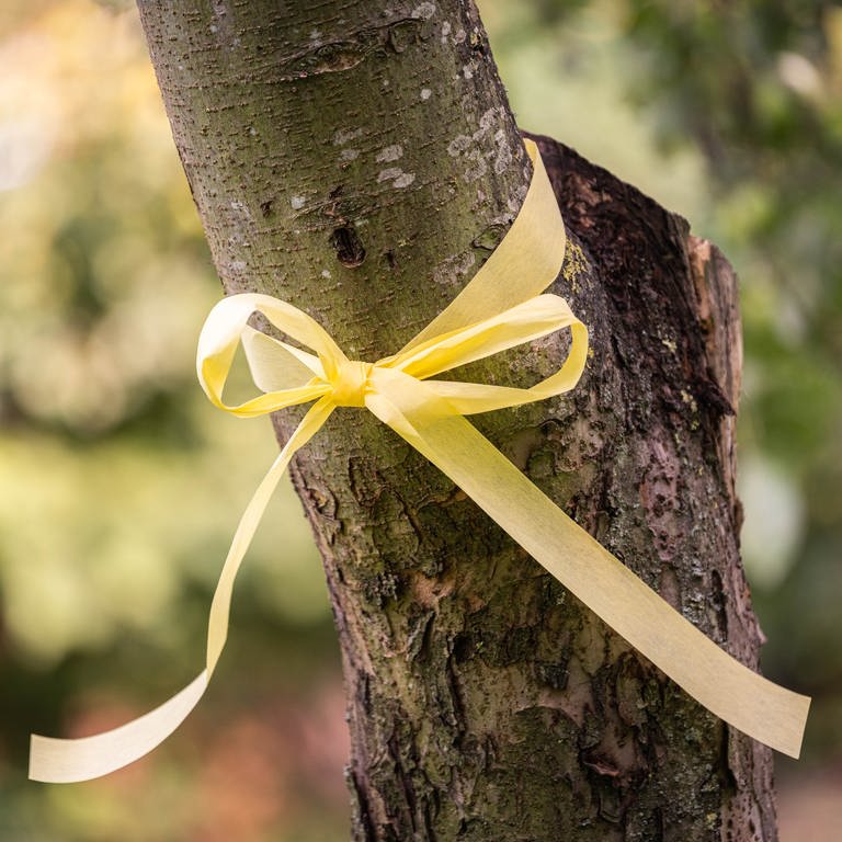 Das "Gelbe Band" an einem Apfelbaum signalisiert: Dieser Baum auf der Streuobstwiese darf allen abgeerntet werden.