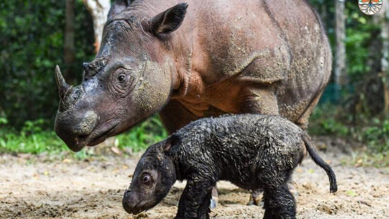 Nashorn-Mutter mit Nachwuchs in Indonesien. Die Wilhelma fördert das Projekt Sumatran Rhino Rescue zur Rettung der extrem vom Aussterben bedrohten Sumatra-Nashörner. (Foto: Wilhelma Stuttgart, Foto: Biro Humas KLHK)