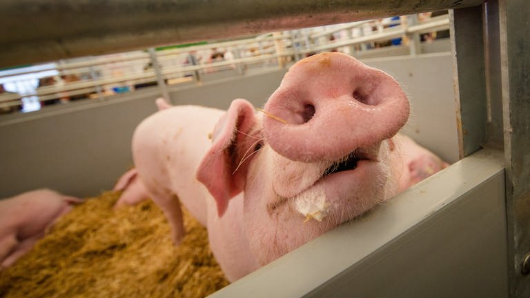 Schwein auf dem Landwirtschaftlichen Hauptfest (Foto: dpa Bildfunk, dpa | Christoph Schmidt)