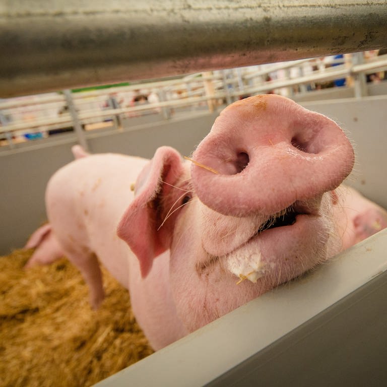 Schwein auf dem Landwirtschaftlichen Hauptfest (Foto: dpa Bildfunk, dpa | Christoph Schmidt)