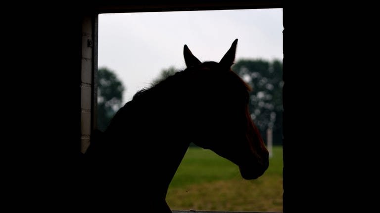 Ein Pferd in einem Stall (Symbolbild). (Foto: dpa Bildfunk, picture alliance/dpa | Daniel Bockwoldt)