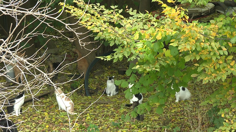 In ihrem Gehege haben die Katzen beim Katzenschutz Dornzdorf viel Platz. (Foto: SWR)