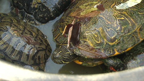 Die Wasserschildkröten aus dem Feuersee sind invasive Arten, die heimische Tiere verdrängen. Daher dürfen sie nach der Abfischaktion nicht mehr in freier Wildbahn ausgesetzt werden. (Foto: SWR)