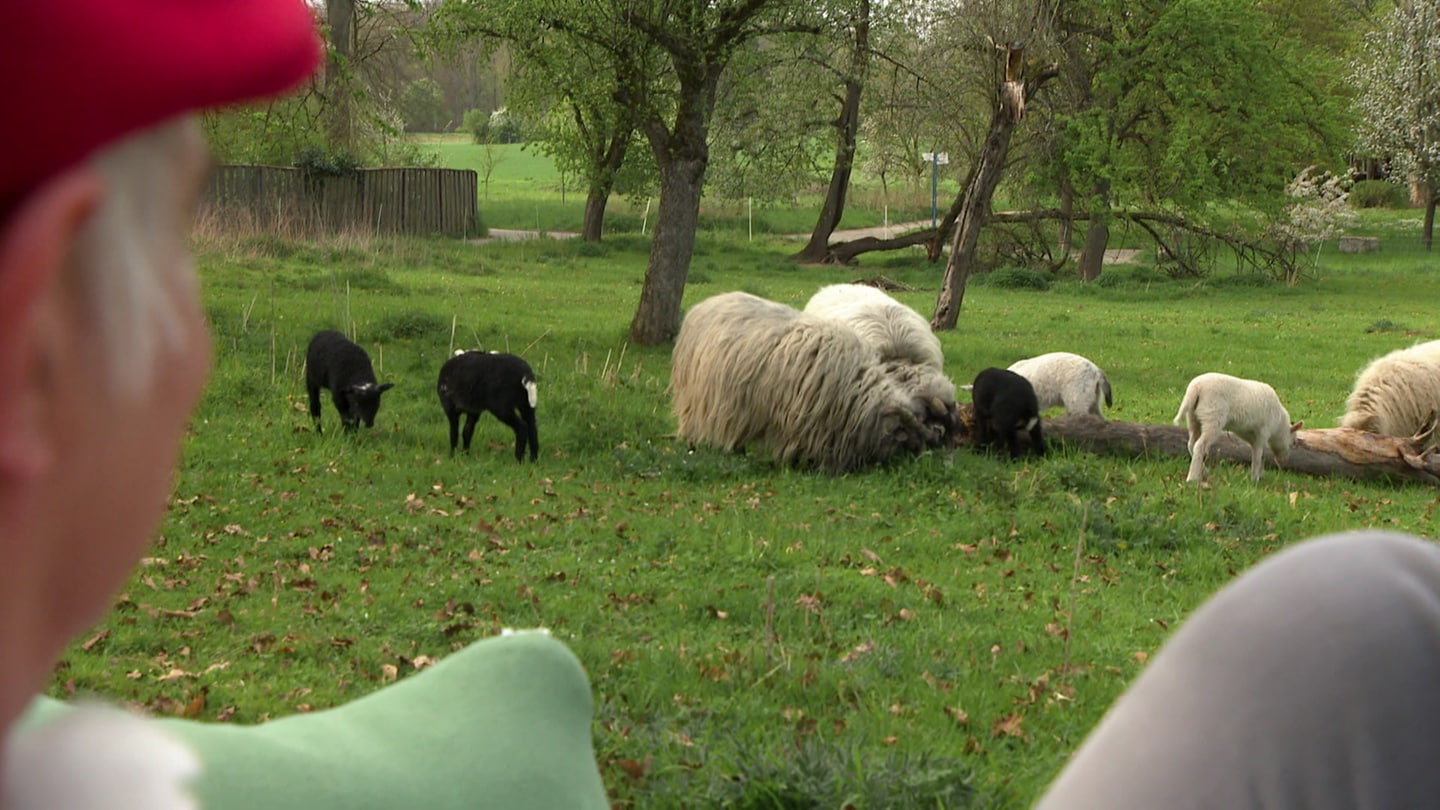 Schafe betrachten, bringt für Andreas Holzwarth Entspannung pur. (Foto: SWR, Alina Klass)
