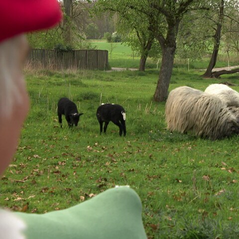 Schafe betrachten, bringt für Andreas Holzwarth Entspannung pur. (Foto: SWR, Alina Klass)