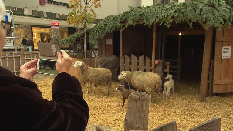 In der lebenden Krippe auf dem Weihnachtsmarkt Stuttgart sind Esel, Mutterschafe und Lämmer zu sehen. (Foto: SWR)