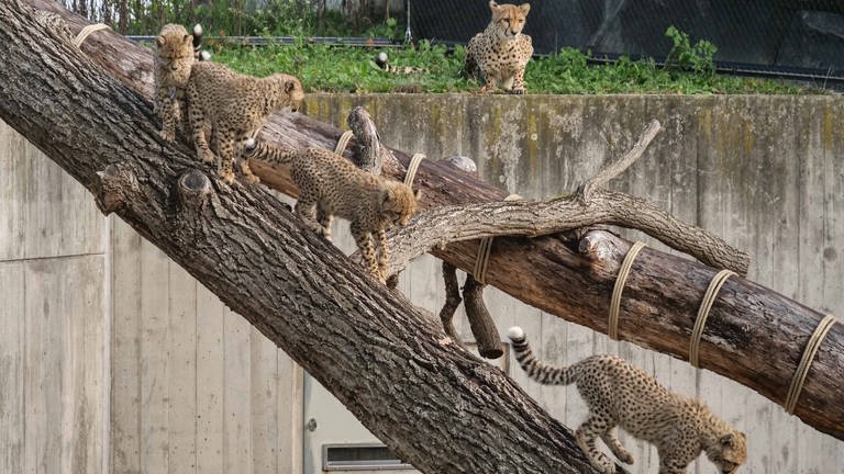 Zum Welttag der Geparden hat die Wilhelma in Stuttgart einen Stand geöffnet, bei dem sie über Geparden informiert.