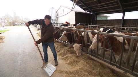 In einem Kuhstall in Erdmannhausen sind Kühe wegen des Silvesterfeuerwerks in Panik geraten. Drei Tiere starben. Auf dem Bild füttert der Landwirt seine Tiere. (Foto: SWR)