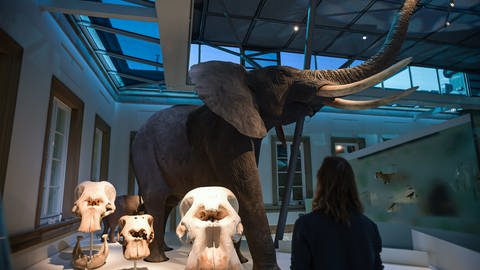 Schädel von lebenden Elefantenarten neben dem Präparat eines Afrikanischen Savannenelefanten im neu gestalteten Evolutionssaal.