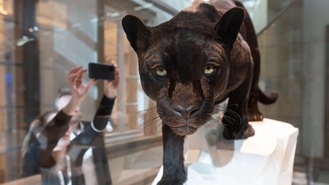 Das Präparat eines Schwarzen Jaguars ist im Naturkundemuseum Schloss Rosenstein im neu gestalteten Evolutionssaal ausgestellt. 