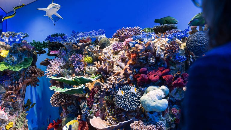 Eine Plättchenseeschlange und ein Hai lauern über der Vielfalt des Korallenriffs.