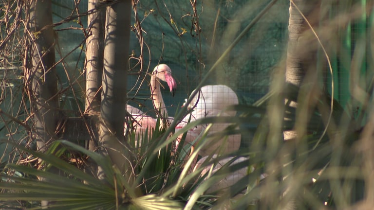 Die Flamingos in der Wilhelma in Stuttgart müssen zum Schutz vor dem Vogelgrippe-Virus erstmal auf ihren gewohnten Auslauf im Freigehege verzichten. (Foto: SWR)