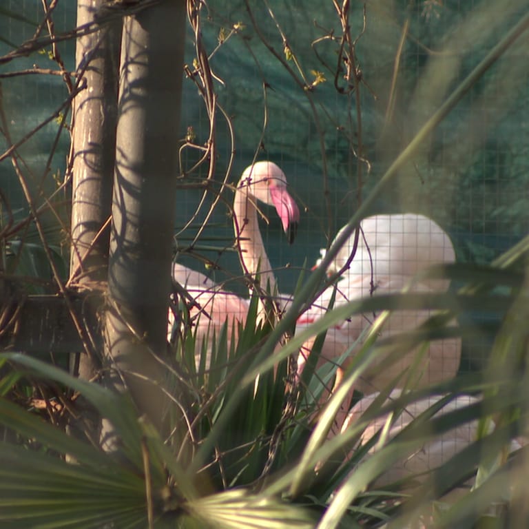 Die Flamingos in der Wilhelma in Stuttgart müssen zum Schutz vor dem Vogelgrippe-Virus erstmal auf ihren gewohnten Auslauf im Freigehege verzichten.