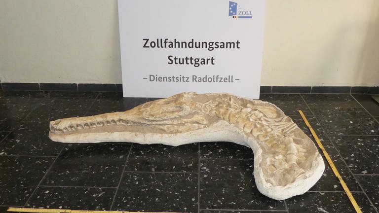 Dieser urzeitliche Krokodilschädel wurde 2018 nach Deutschland geschmuggelt und jetzt an Marokko zurückgegeben.  (Foto: Hauptzollamt Stuttgart)