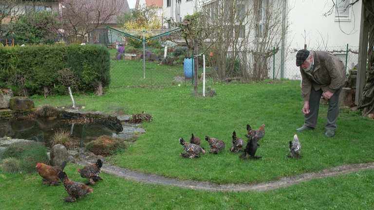 Hühner legen "Weineier" (Foto: SWR, Thomas Fritzmann)