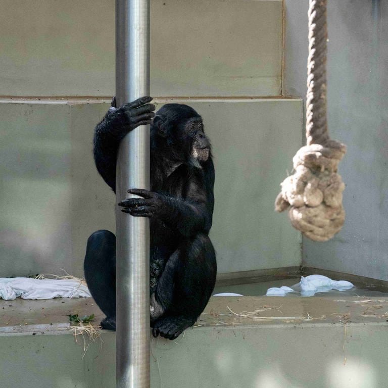 Bonobo-Männchen Congo ist 40 bis 50 Jahre alt und lebt seit kurzem in der Stuttgarter Wilhelma.  (Foto: Wilhelma Stuttgart)