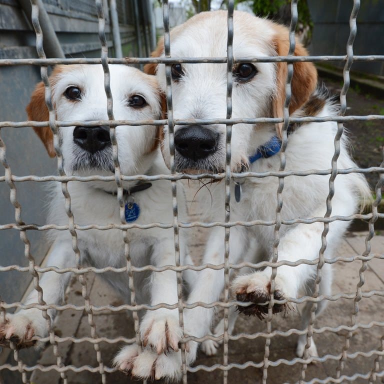 Zwei Hunde warten im Stuttgarter Tierheim auf ein neues Zuhause