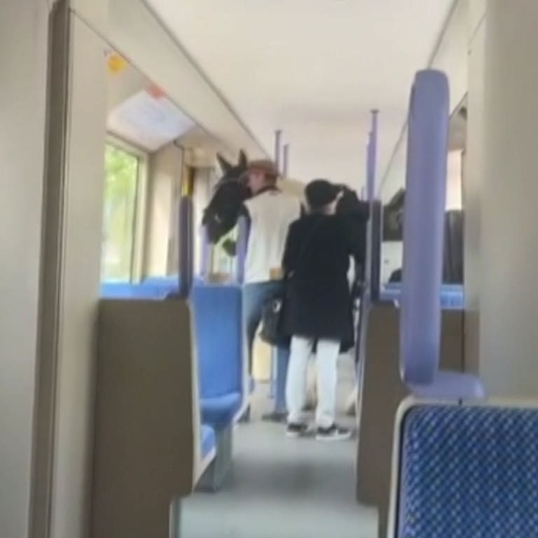 Auf einem im Netz kursierenden Video sind ein Mann mit Cowboyhut und ein Pferd zu sehen, die in eine Straßenbahn in Stuttgart steigen. (Foto: Instagram@gerome0711)
