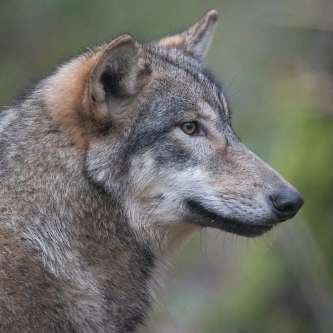 In Baden-Württemberg gibt es derzeit 3 Wölfe