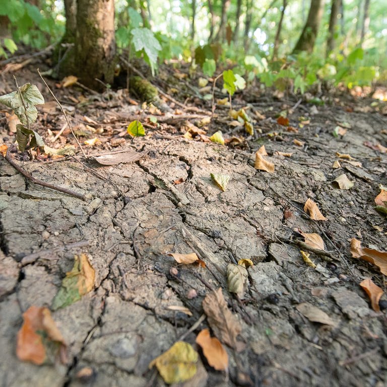 Trockener Boden und trockenes Laub: Der Wald leidet schon jetzt unter Wassermangel. (Foto: dpa Bildfunk, picture alliance/dpa | Sebastian Gollnow)