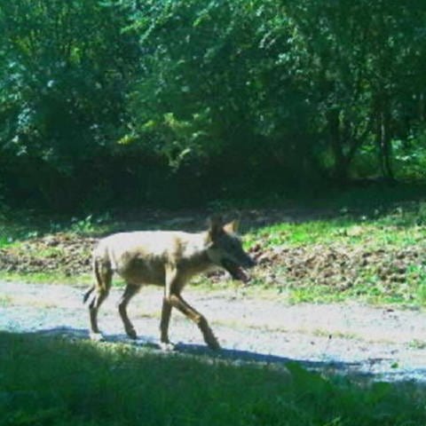 Ein Wolf am Waldrand im Landkreis Esslingen. (Foto: Umweltministerium BW)