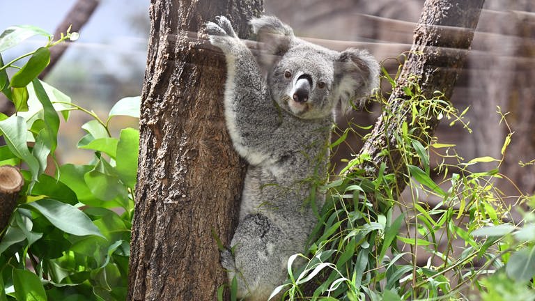 Ein Koala klettert auf einen Baum in seinem neuen Gehege in der Wilhelma in Stuttgart.