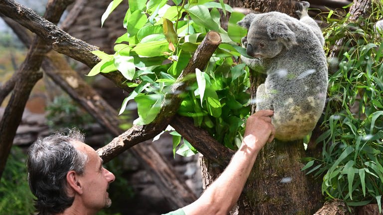 Ein Koala klettert auf einen Baum in seinem neuen Gehege in der Wilhelma in Stuttgart und wird von einem Tierpfleger kurz gestreichelt.