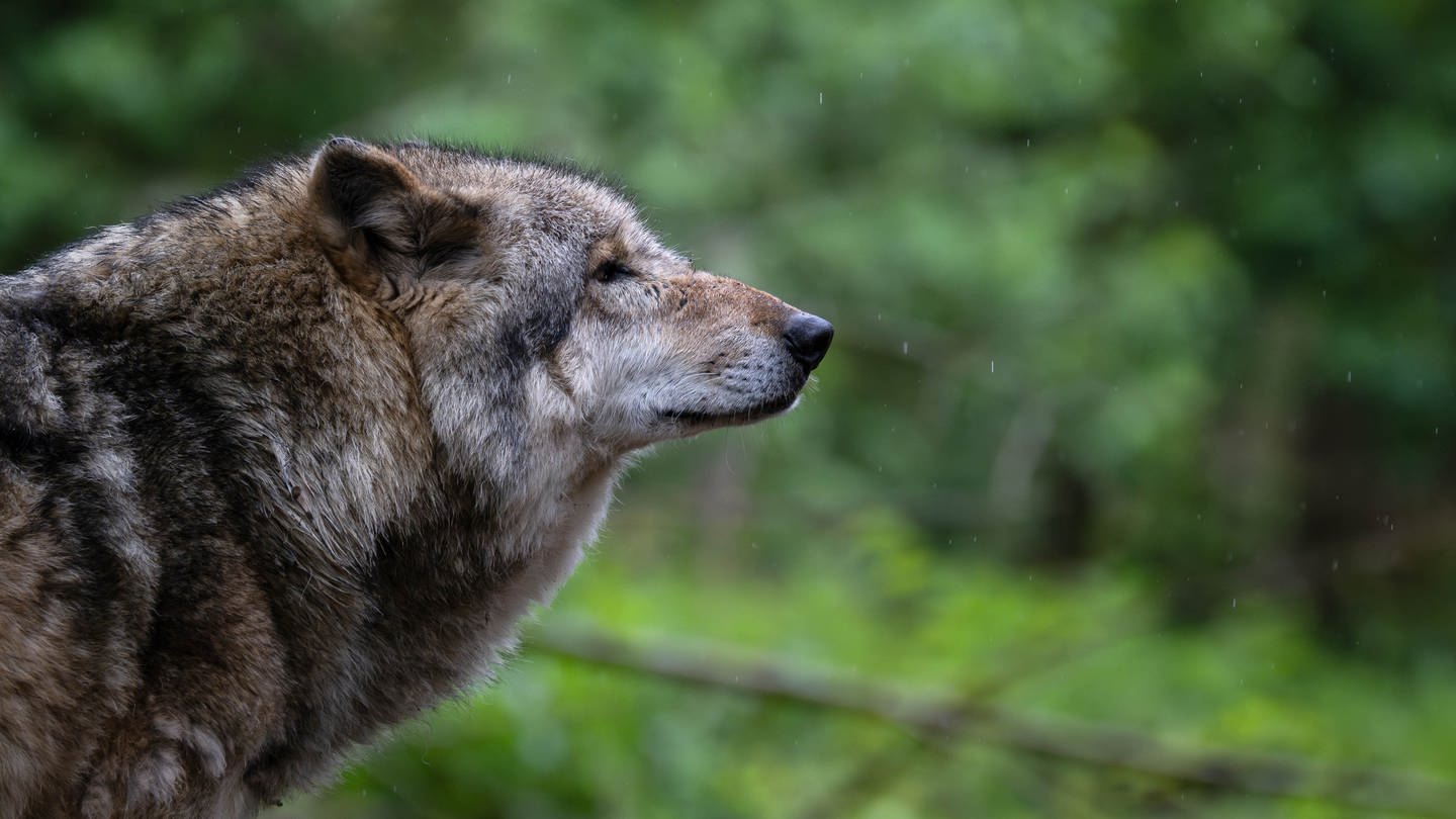 Der Kopf eines Wolfs, vor Bäumen. (Foto: dpa Bildfunk, Picture Alliance (Symbolbild))
